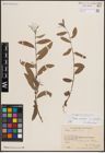 Foto von Salix excelsa S. G. Gmel.